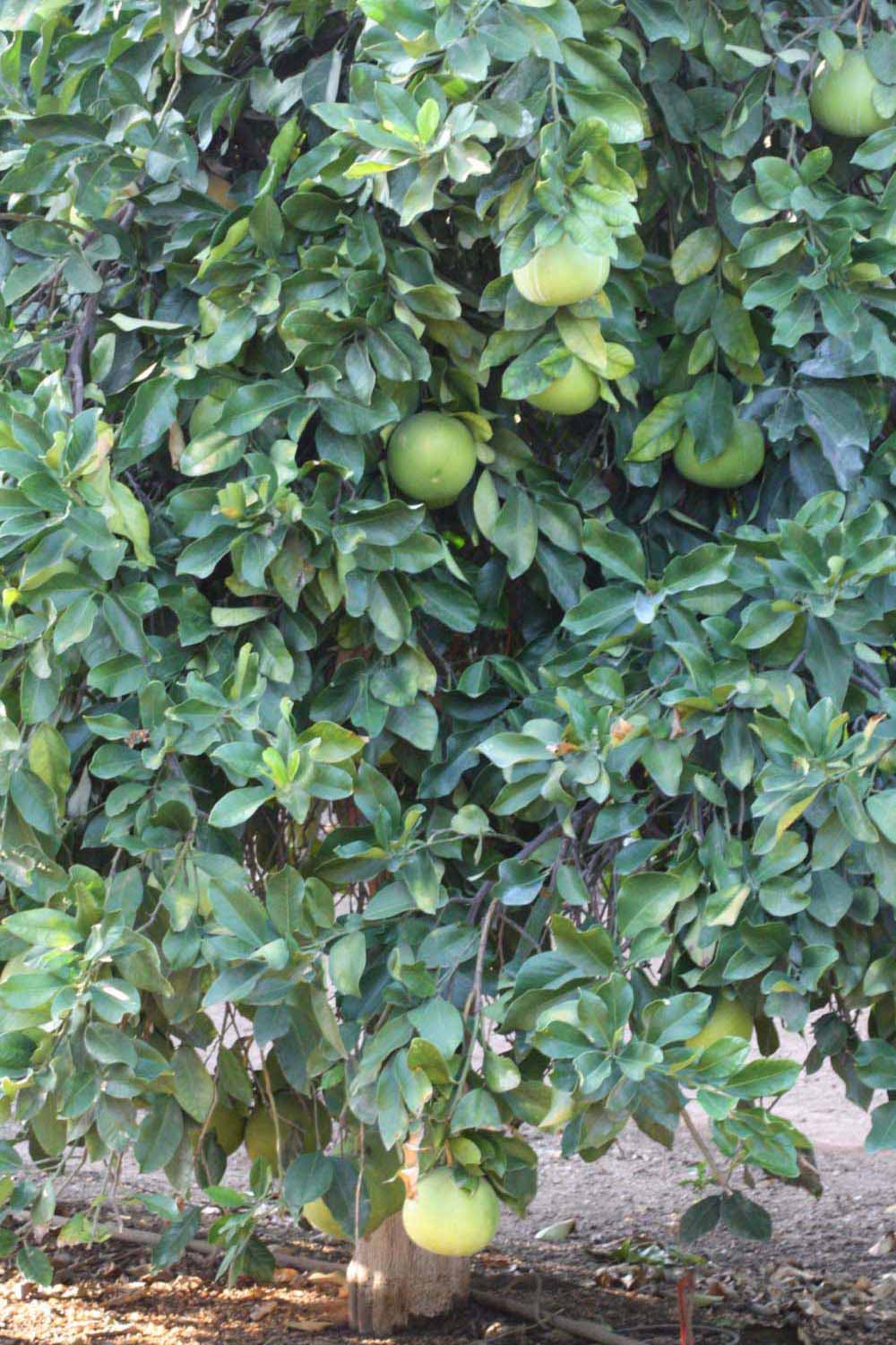              Habit (Riverside, CA)       